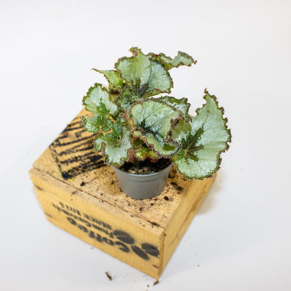 TIME TO CELEBRATE THE BEGONIA