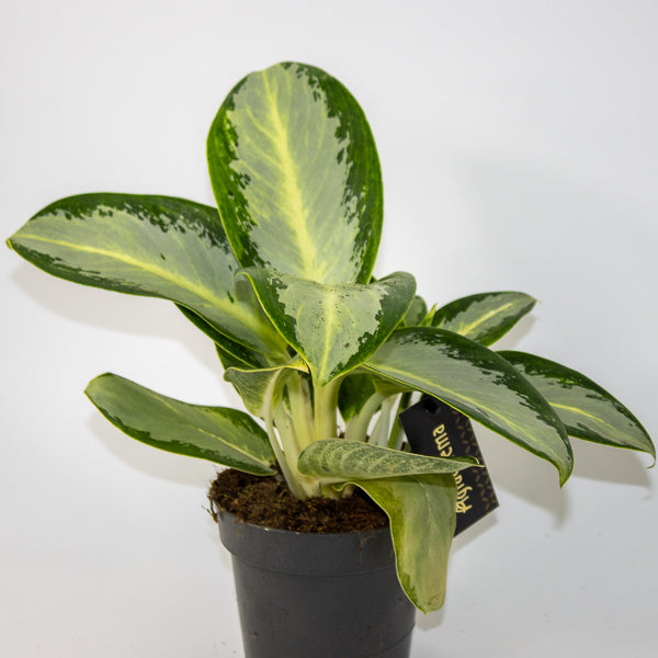 The Alluring World of Aglaonema: Care, Varieties, and Styling Tips