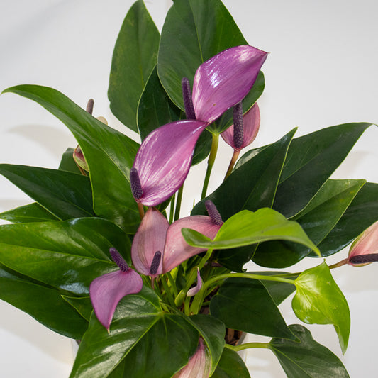 Bring Holiday Cheer with Christmas Anthuriums: The Perfect Festive Gift