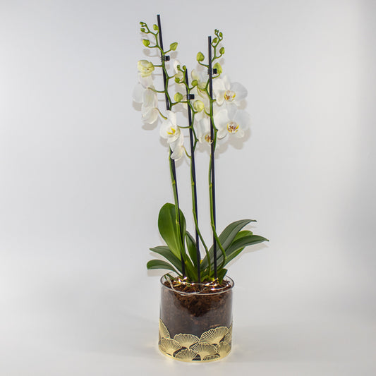 Give the Gift of Elegance This Christmas: The White Phalaenopsis Orchid in a Glass Pot with Brass Trim