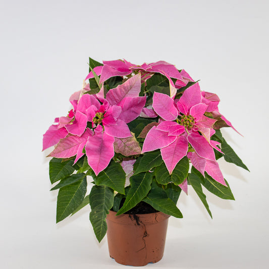 Emm's Plant of the month