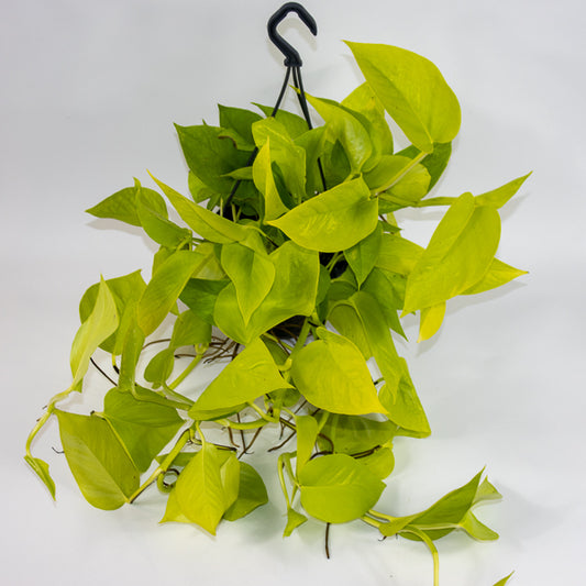 Discover Our New Arrivals: Must-Haves for Plant Enthusiasts!