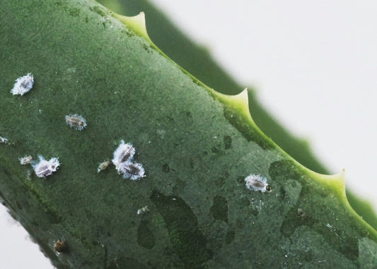 Common Houseplant Pests & How to Beat Them (UK Edition)