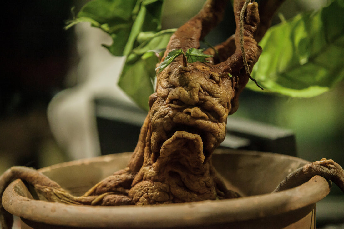 How to Repot Your Houseplants: The Complete Summer Guide