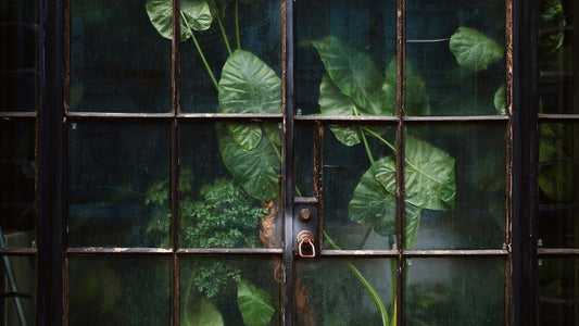 Introducing Collector’s Vault, New at Emm's