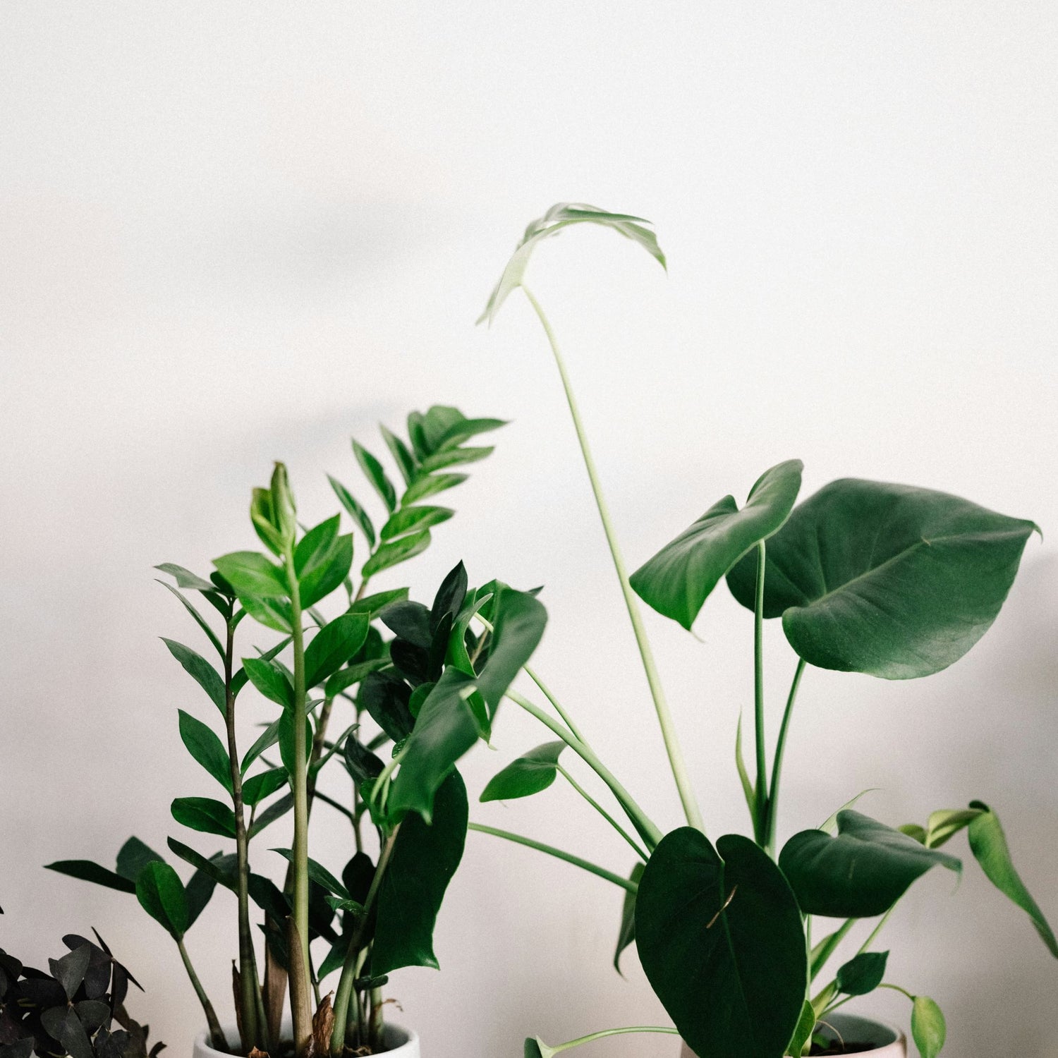 Easy Care Plants