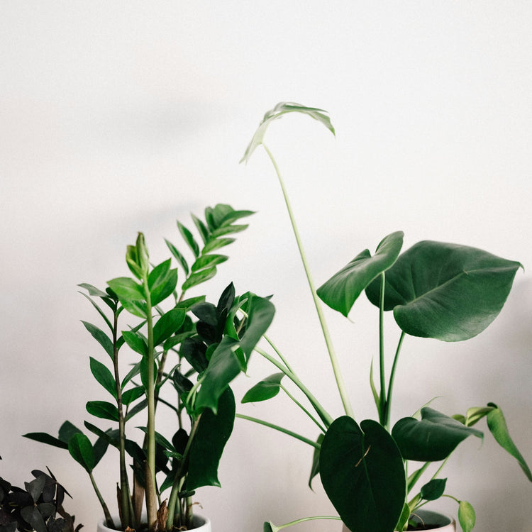 Easy Care Plants