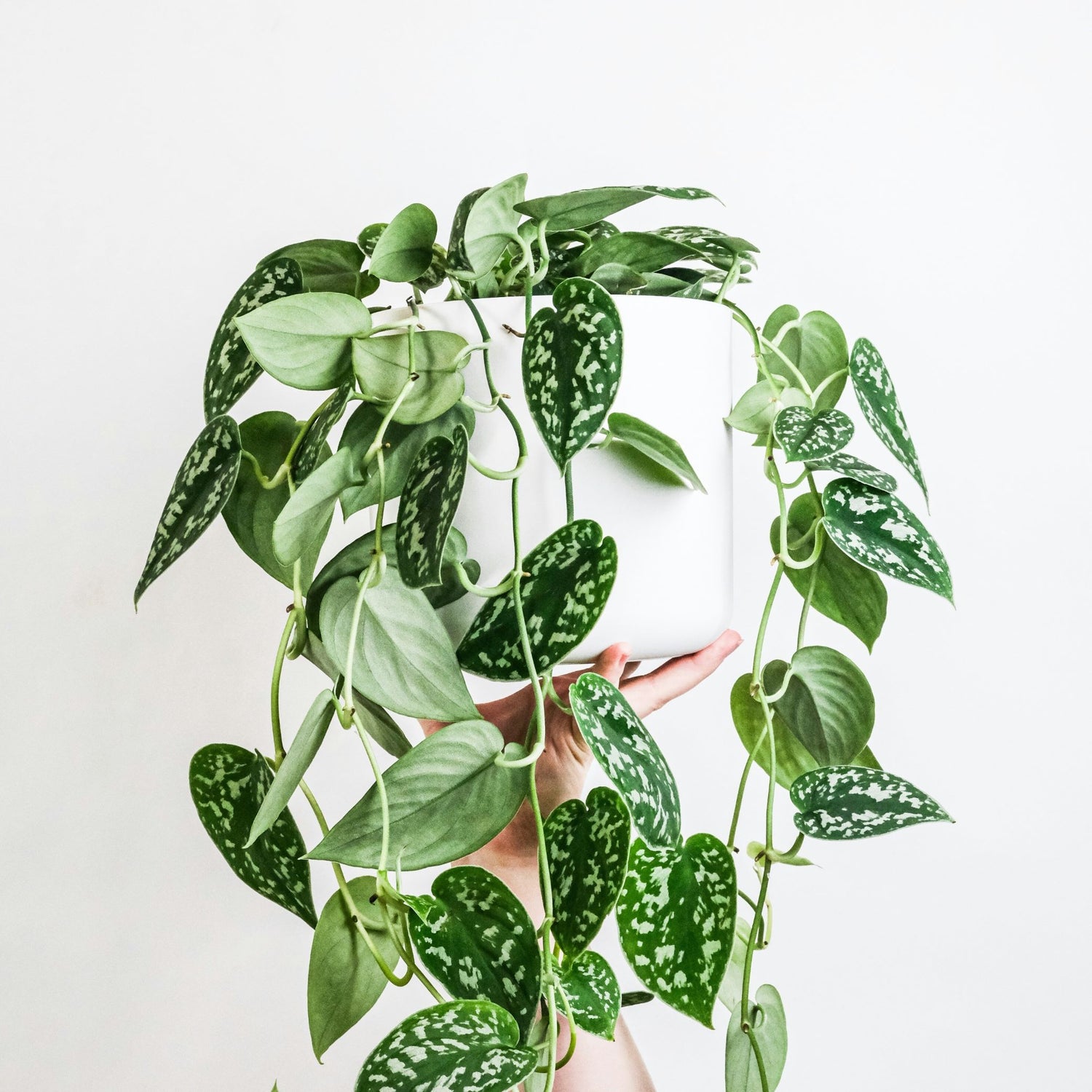 Trailing Houseplants