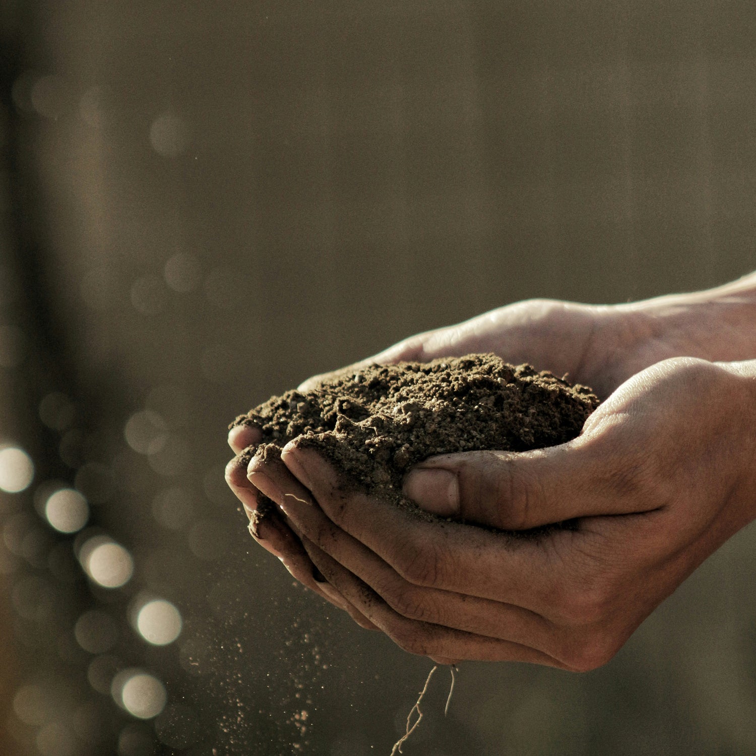 Soils and Feed
