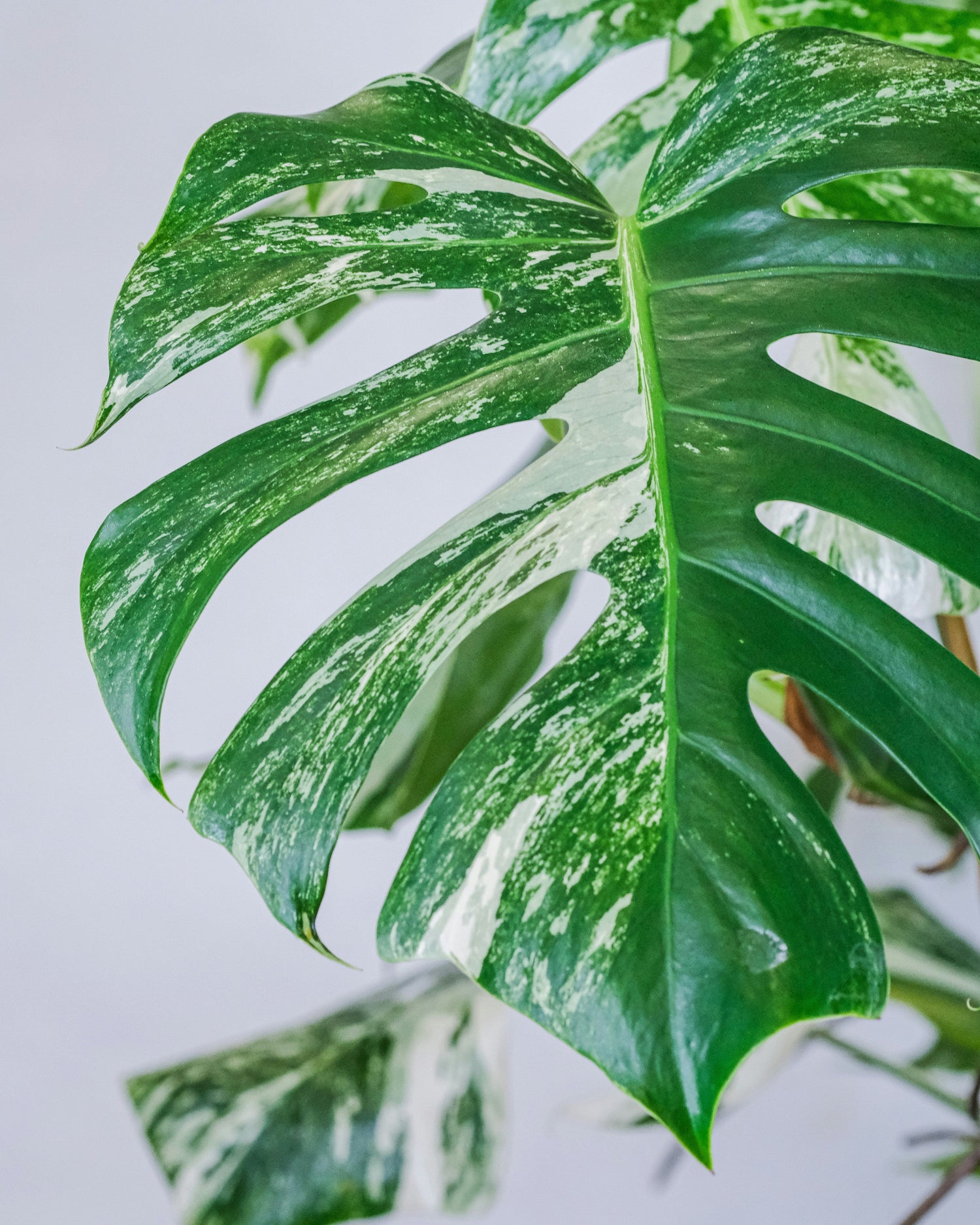 Monstera