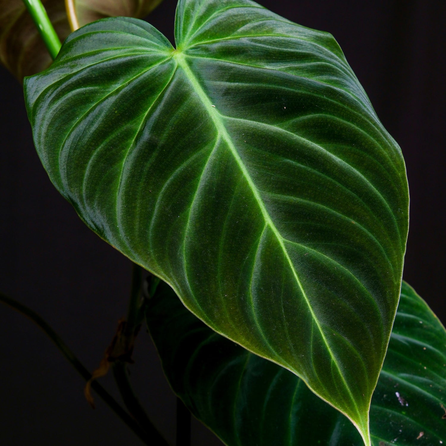 Philodendron