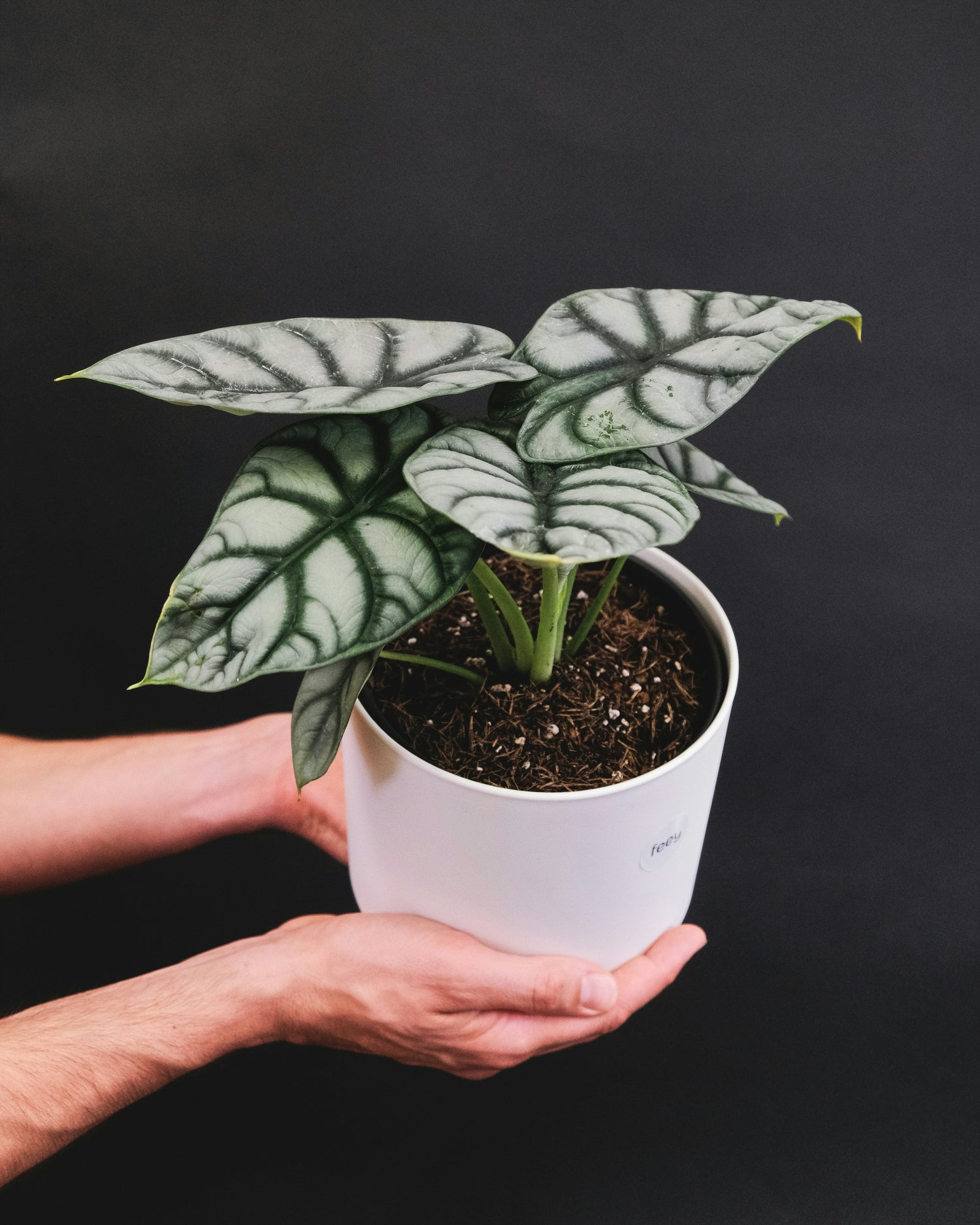 Alocasia