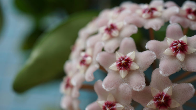 Hoya Flower