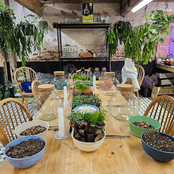 Small Terrarium Workshop