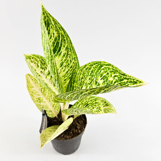 Aglaonema Polar Springtime Ø12cm H35cm