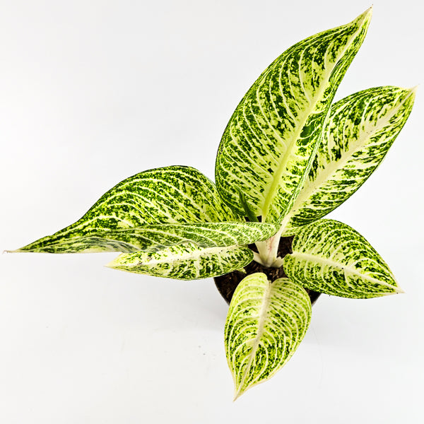 Aglaonema 'Polar Springtime'