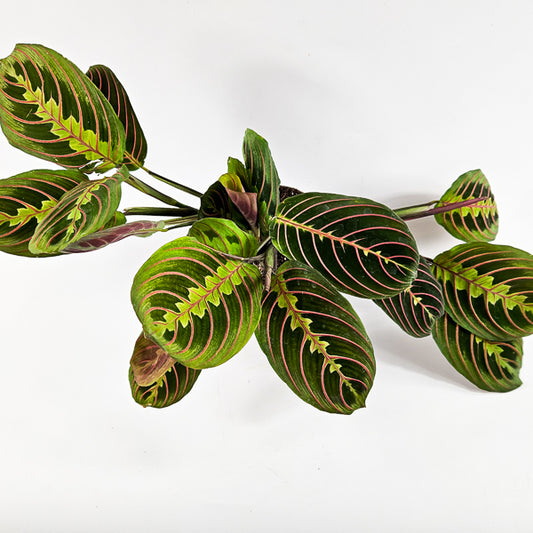 Maranta Leuconeura Red Stripe Ø12cm H25cm