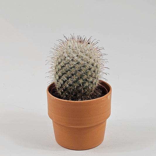 Bolcactus D in Terracotta Ø8.5cm H20cm