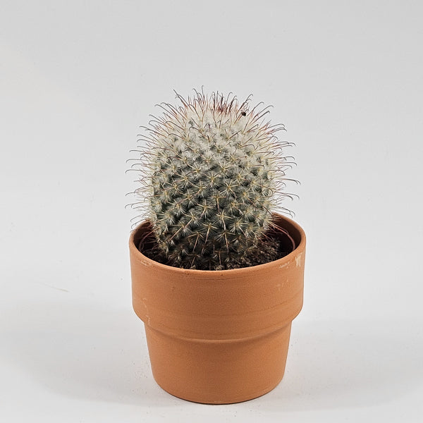 Bolcactus D in Terracotta Ø8.5cm H20cm