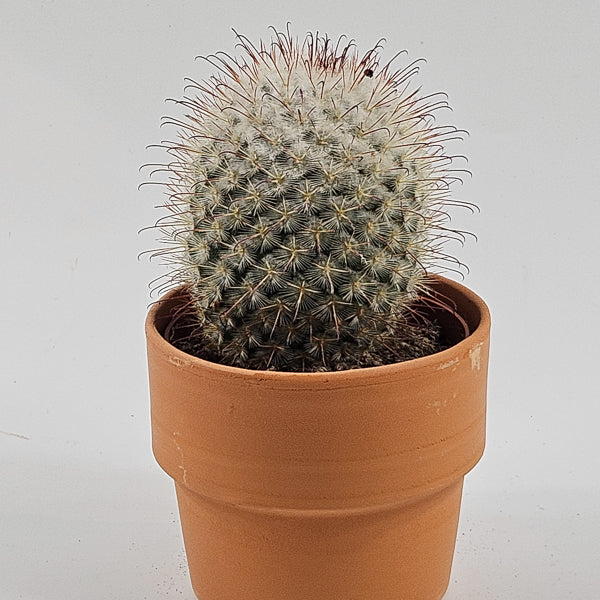 Bolcactus D in Terracotta Ø8.5cm H20cm
