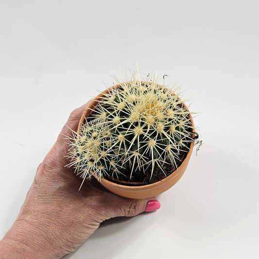 Bolcactus B in Terracotta Ø8.5cm H20cm