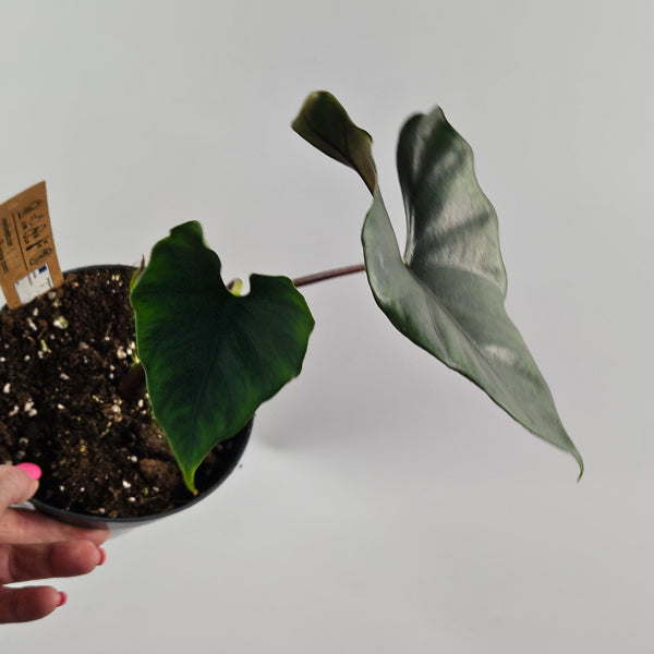 Alocasia princeps 'Purple Cloak'