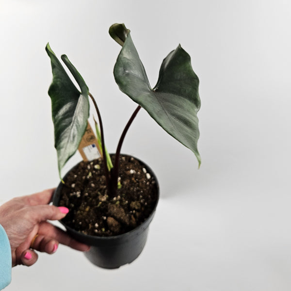Alocasia Princeps  Purple Cloak Ø14cm H30cm