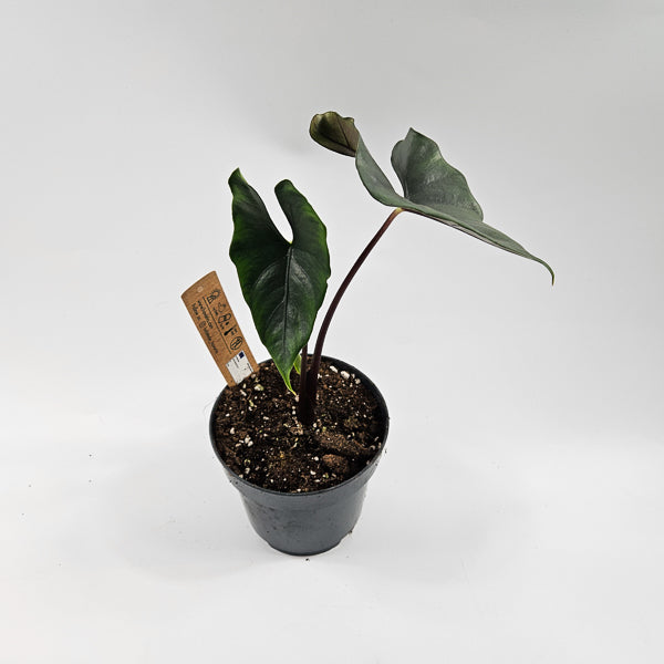 Alocasia Princeps  Purple Cloak Ø14cm H30cm