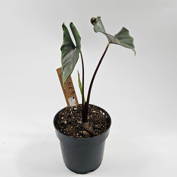 Alocasia Princeps  Purple Cloak Ø14cm H30cm