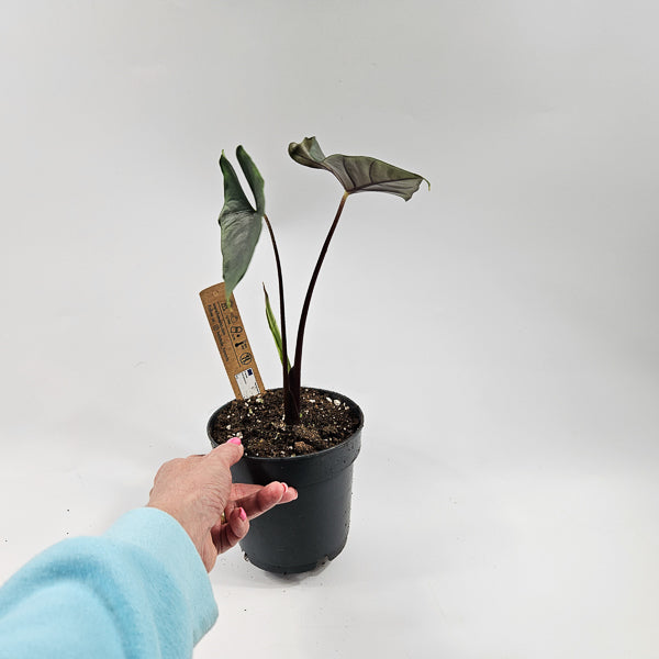 Alocasia Princeps  Purple Cloak Ø14cm H30cm
