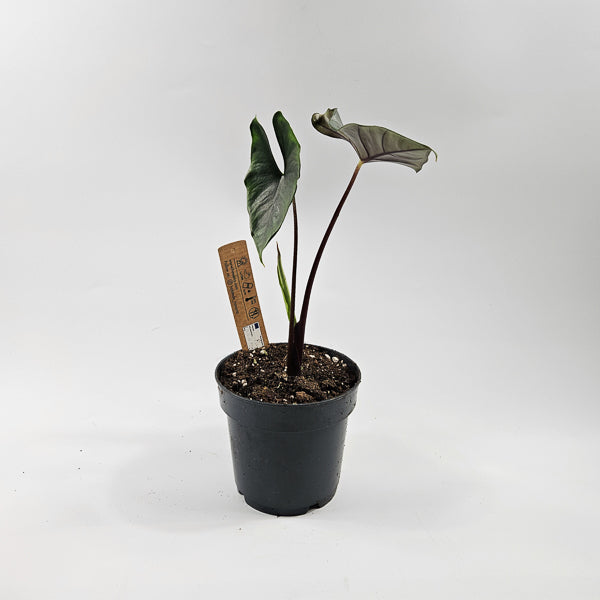 Alocasia Princeps  Purple Cloak Ø14cm H30cm