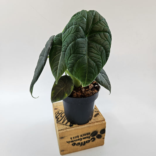 Alocasia Maharani 12cm H20cm