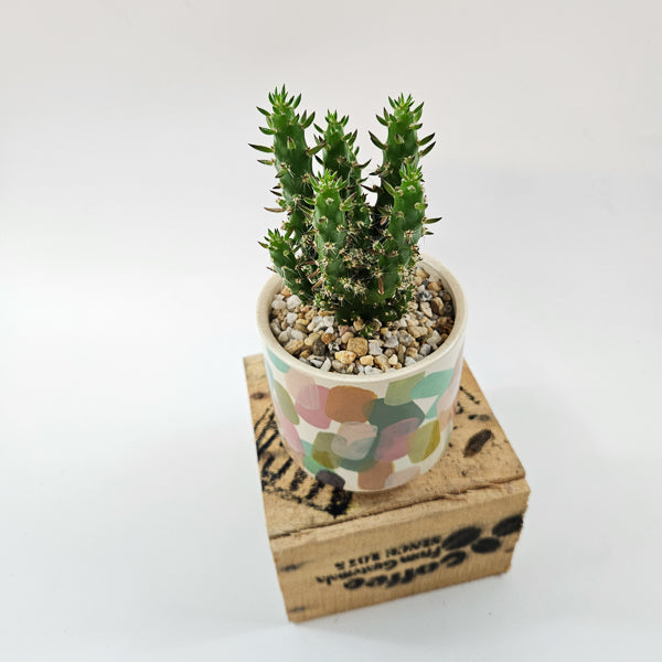 Choose One Art Attack Pot with Plant  8.5cm H20cm