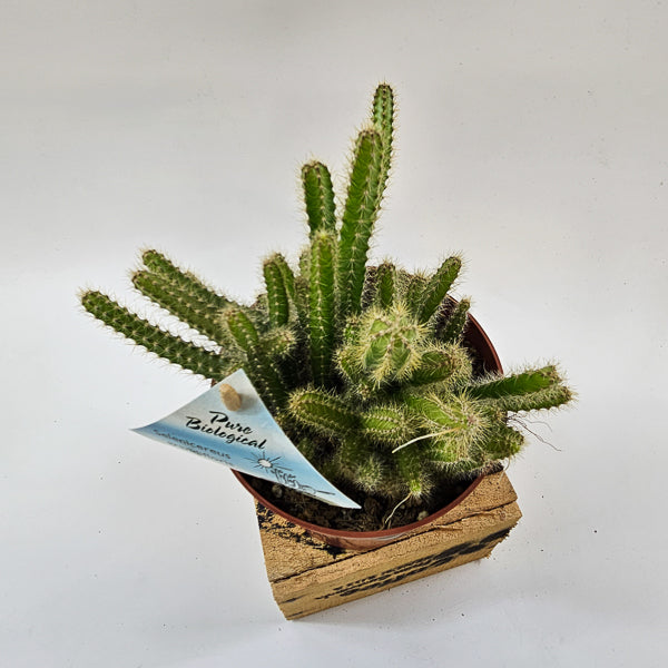 Selenicereus grandiflorus 'Queen of the night' 13cm H15cm