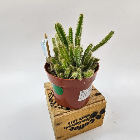 Selenicereus grandiflorus 'Queen of the night' 13cm H15cm