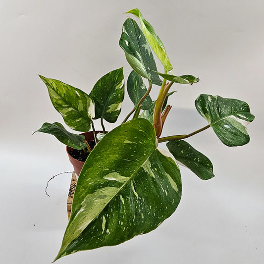 Philodendron FRESH AUREA 17cm H25cm