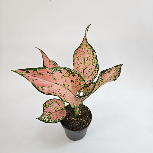 Aglaonema 'Pink Dolphin'