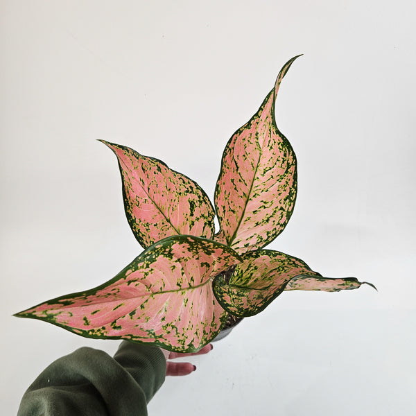 Aglaonema Pink Dolphin 12cm H40cm