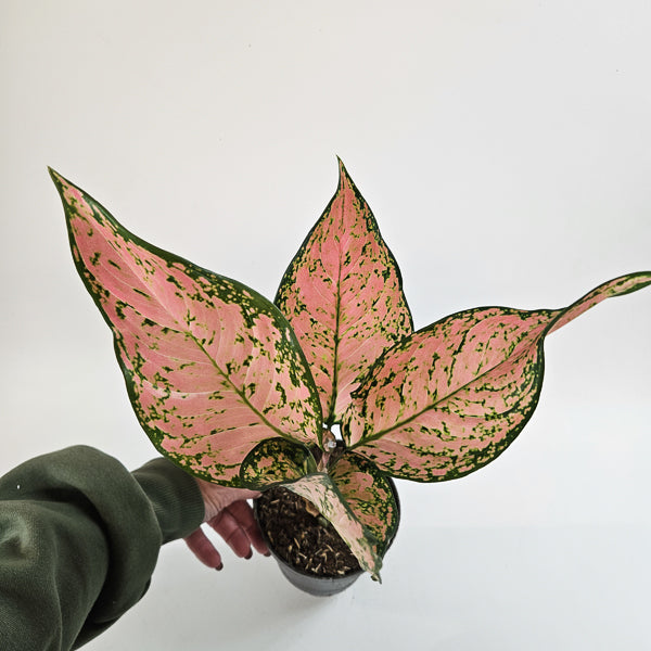 Aglaonema Pink Dolphin 12cm H40cm