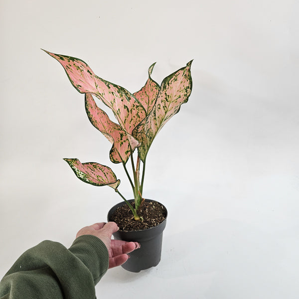 Aglaonema Pink Dolphin 12cm H40cm