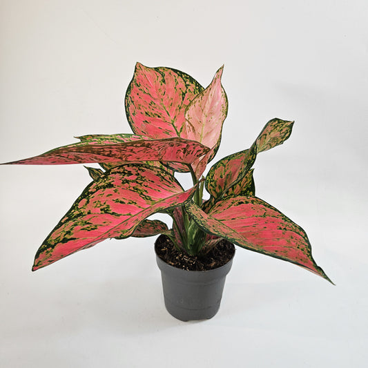 Aglaonema Ruby Love 12cm H30cm