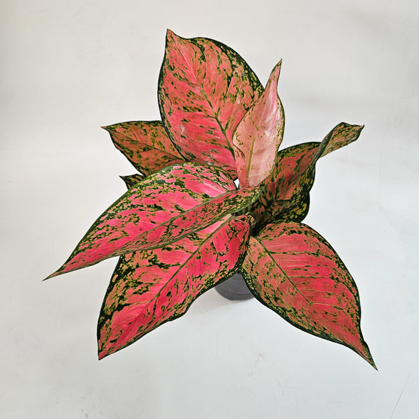 Aglaonema 'Ruby Love'