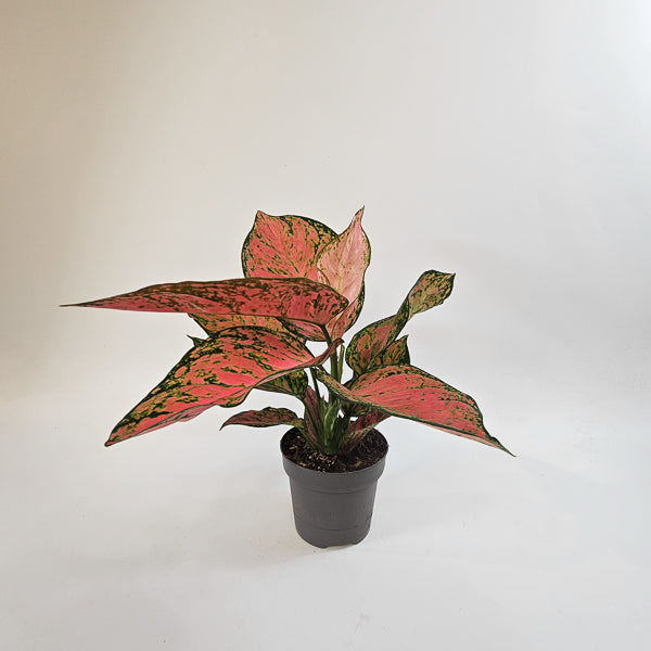 Aglaonema Ruby Love 12cm H30cm