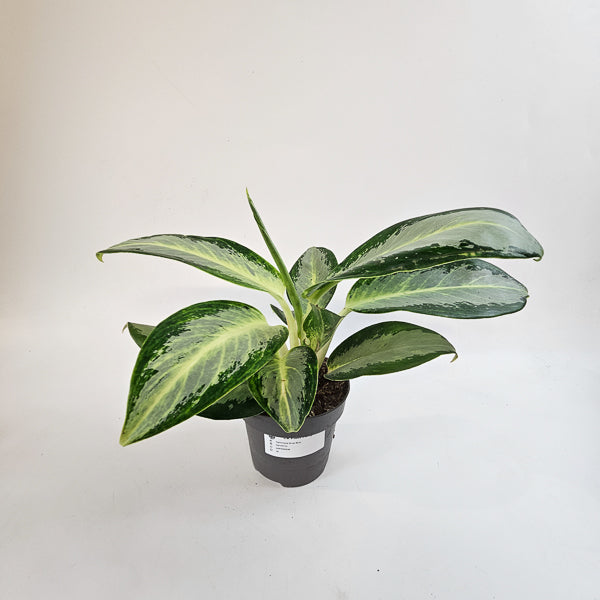 Aglaonema Silver Blue 12cm H30cm