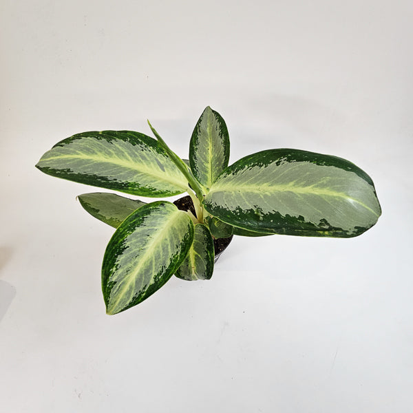 Aglaonema Silver Blue 12cm H30cm