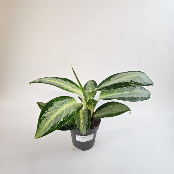 Aglaonema Silver Blue 12cm H30cm