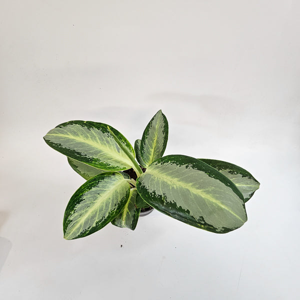 Aglaonema Silver Blue 12cm H30cm