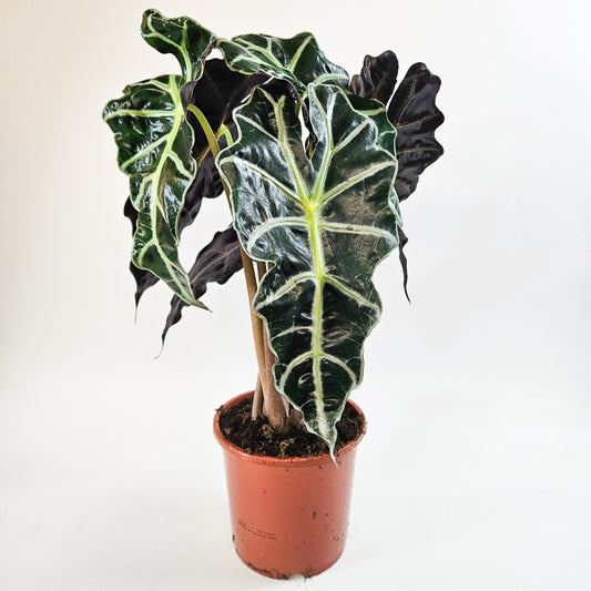 Alocasia Polly 17cm H50cm