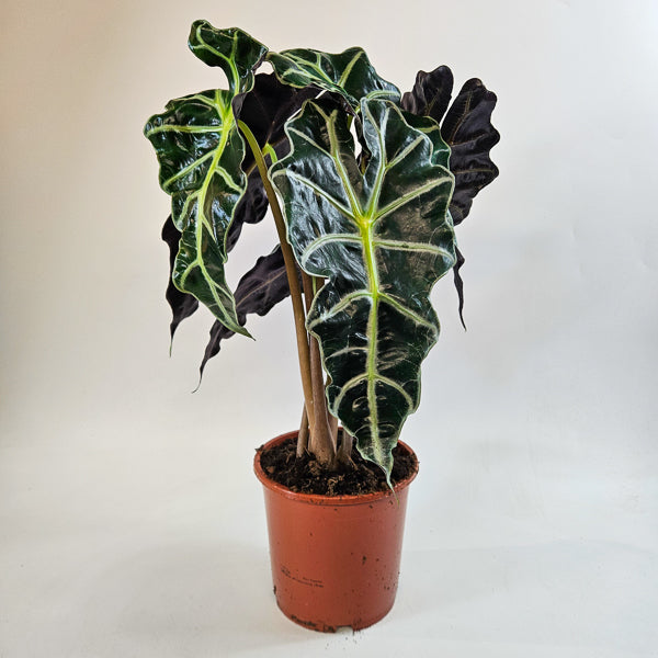 Alocasia Polly 17cm H50cm