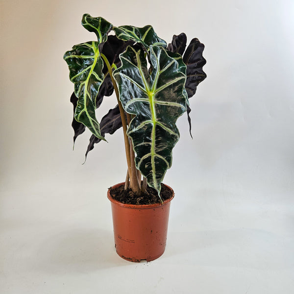 Alocasia Polly 17cm H50cm